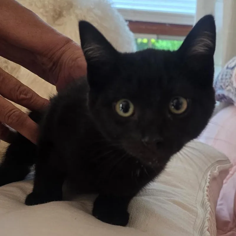 A baby small-sized male Black Domestic Short Hair cat named Elvis for adoption in Danbury, CT
