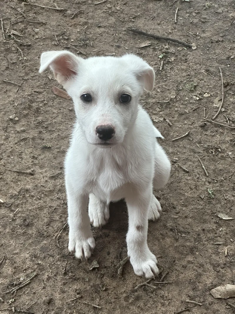 Charlie Co