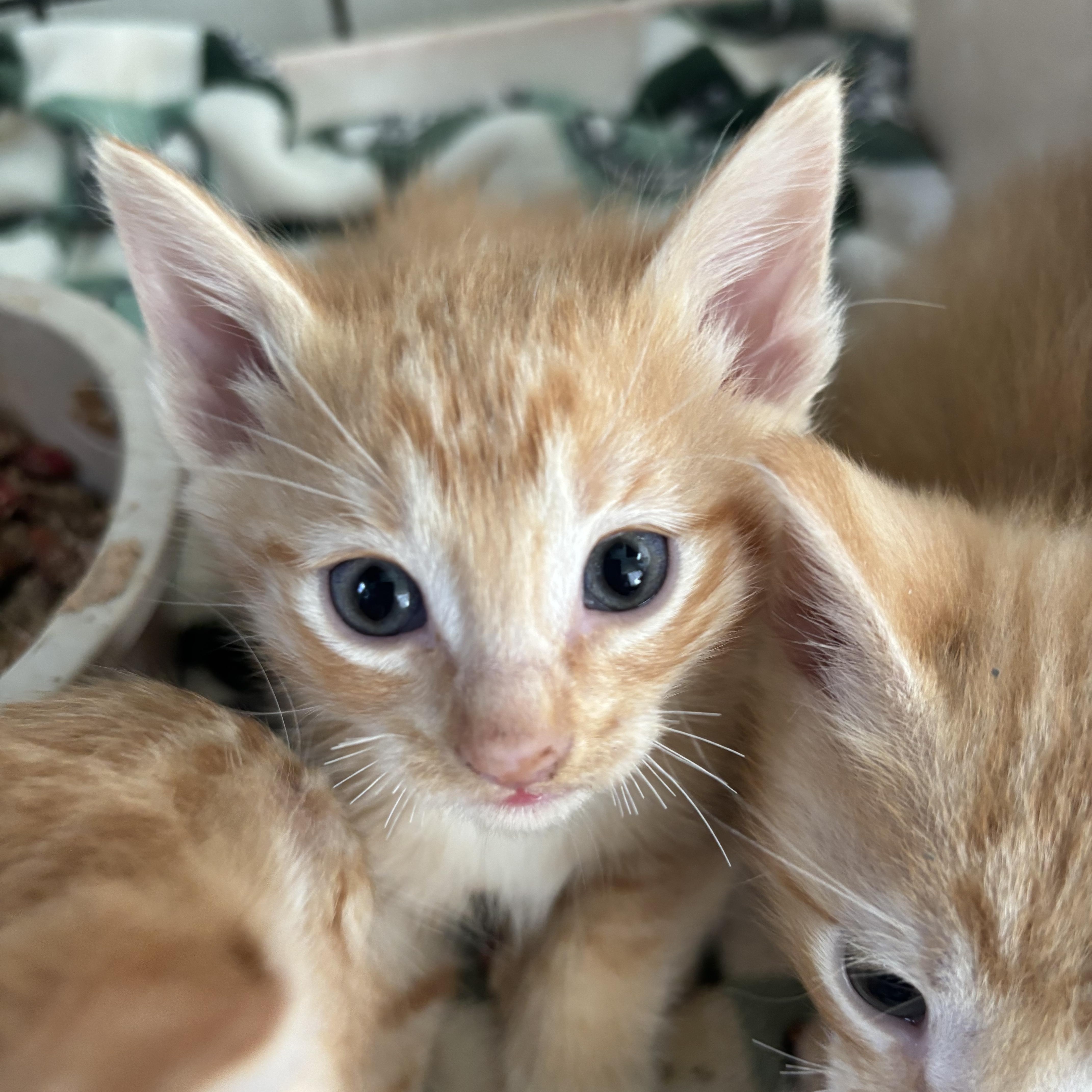 A baby small-sized male Orange & White Domestic Short Hair cat named Izzy for adoption in Deming, NM