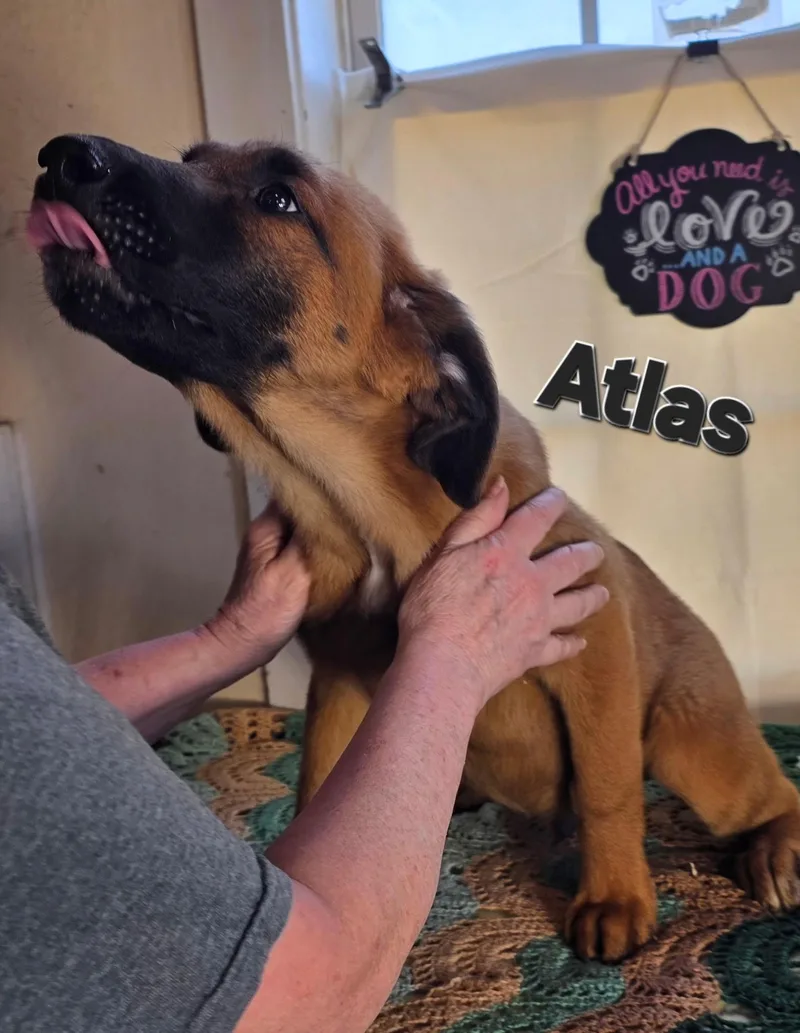A baby medium-sized male Yellow / Tan / Blond / Fawn Boxer dog named Atlas for adoption in Watertown, CT