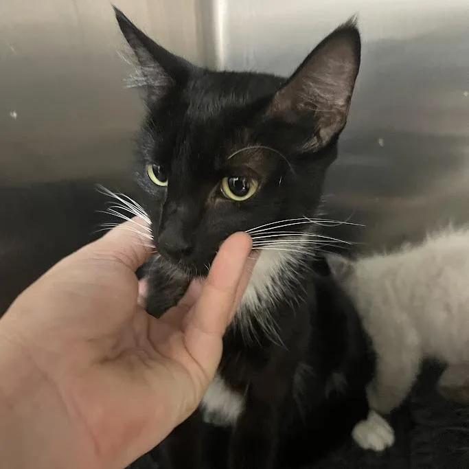 An adult medium-sized female Black Domestic Short Hair cat named Jasmine's Coco for adoption in Port Charlotte, FL