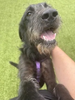 An adult large-sized female Schnauzer dog named Tillie for adoption in Daphne, AL