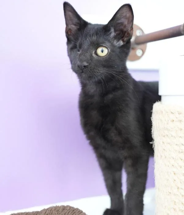 A young medium-sized male Black Domestic Short Hair cat named Neymar for adoption in Marietta, GA