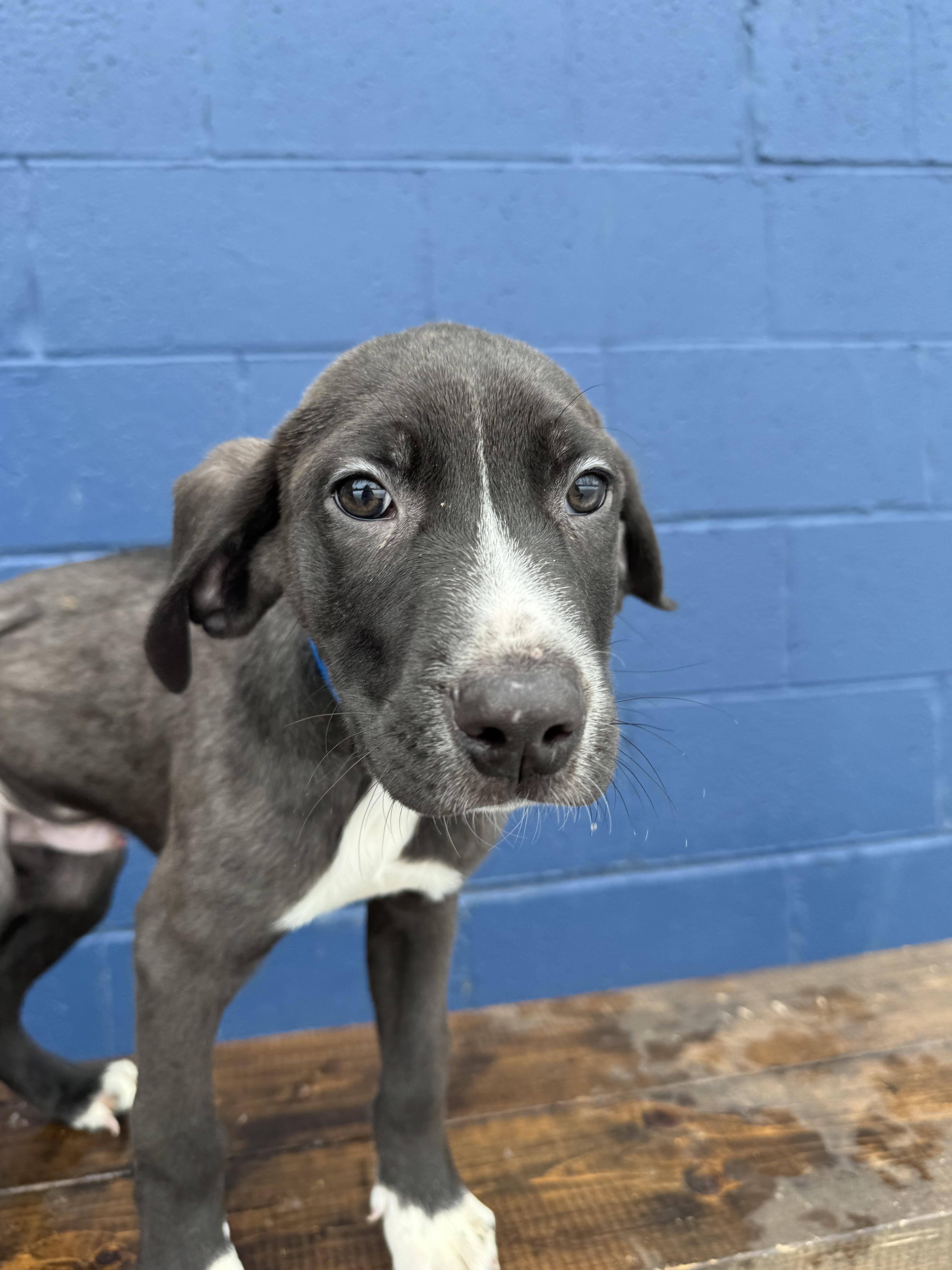 A young small-sized male Black Labrador Retriever dog named Ash for adoption in Chuckey, TN