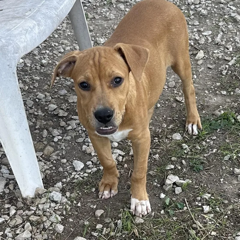 A baby large-sized female Black Mouth Cur dog named Bonnie for adoption in San Saba, TX