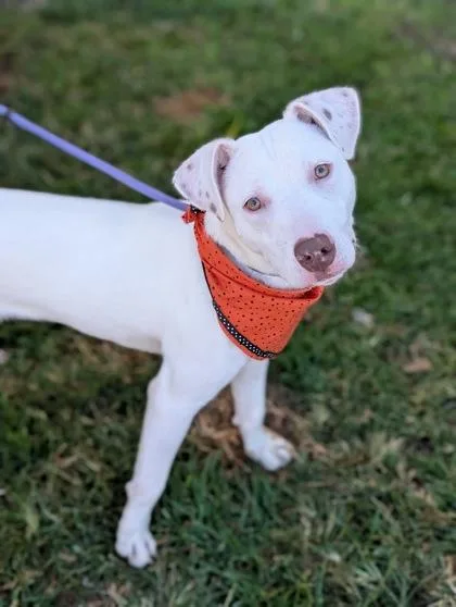A young medium-sized male Terrier dog named Leo for adoption in Gulfport, MS