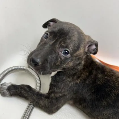 A baby medium-sized female Terrier dog named Miley for adoption in East Brookfield, MA