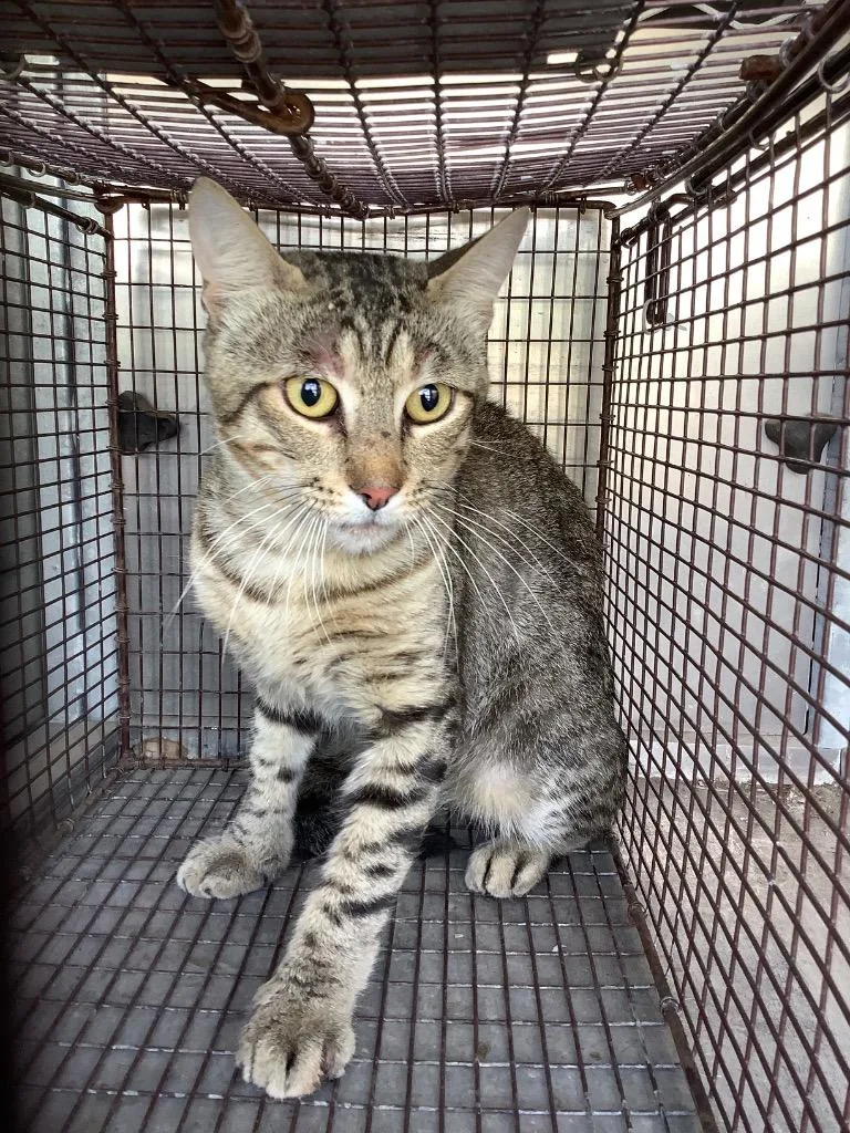 A young small-sized female Domestic Short Hair cat named Donut for adoption in New Braunfels, TX