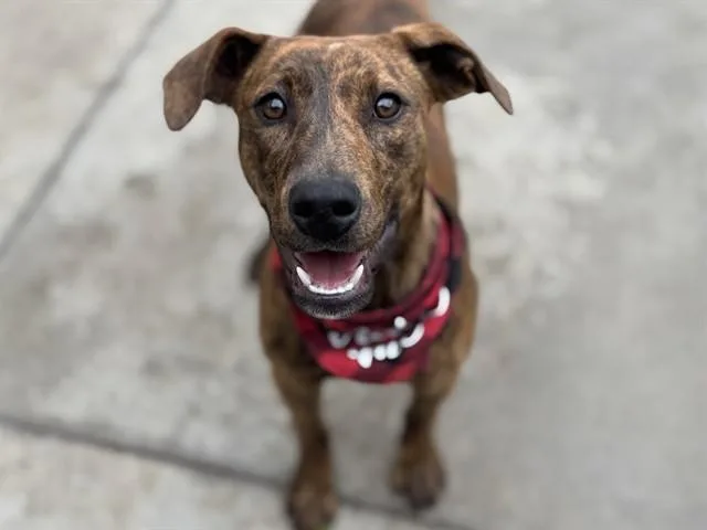 A young medium-sized female Brown / Chocolate Plott Hound dog named Sage for adoption in Hollister, CA