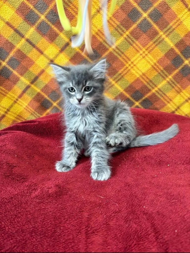 Gary