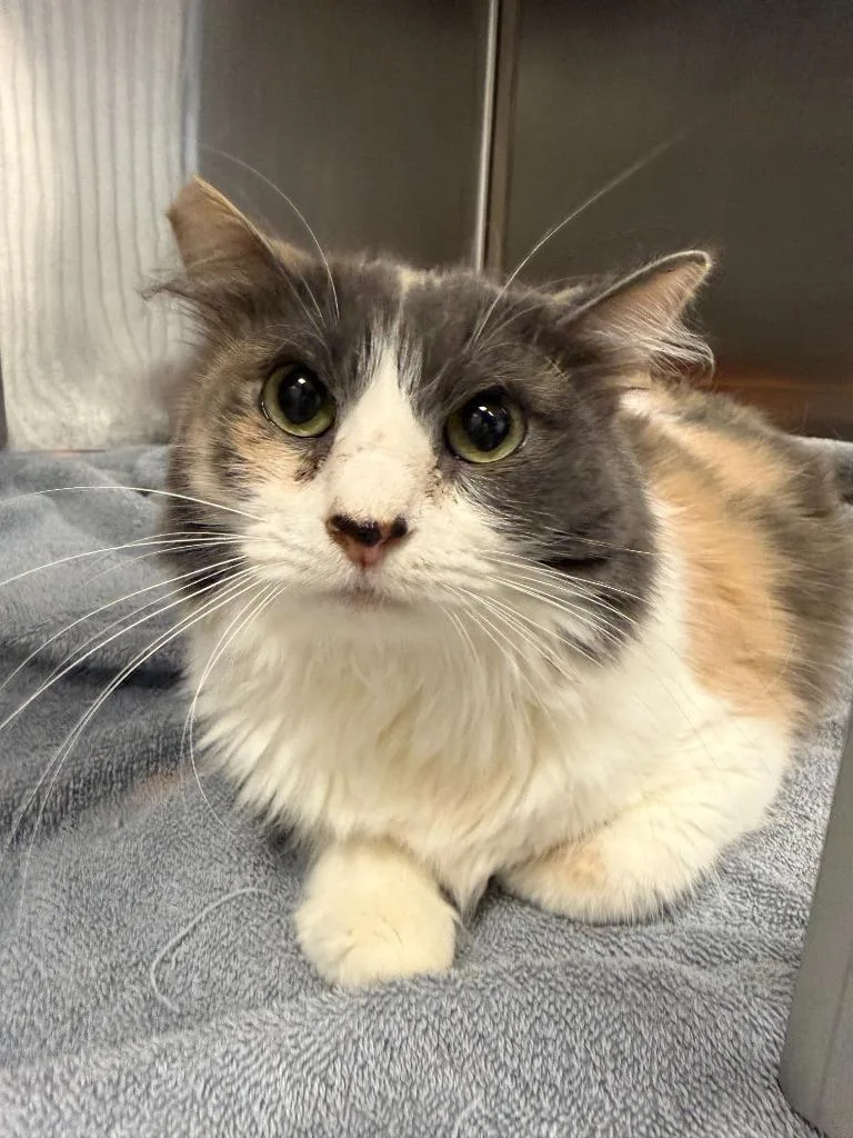 An adult small-sized female Domestic Short Hair cat named Ginny for adoption in Thousand Oaks, CA