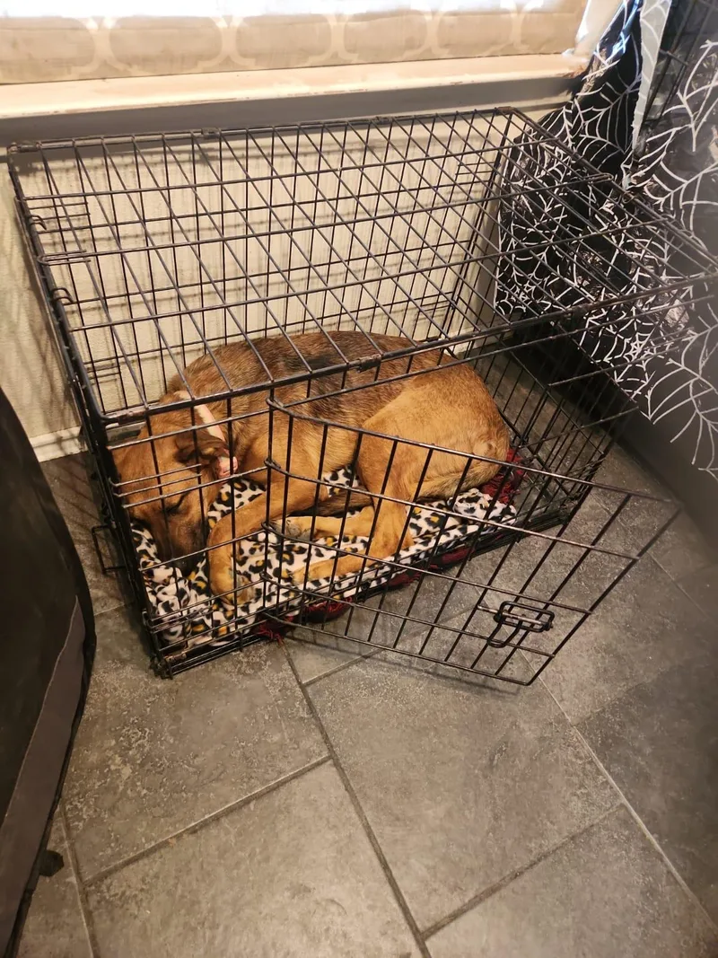 Tracy  Tramp thumbnail 2