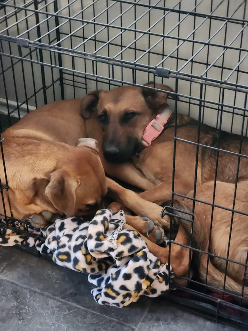 Tracy  Tramp thumbnail 3