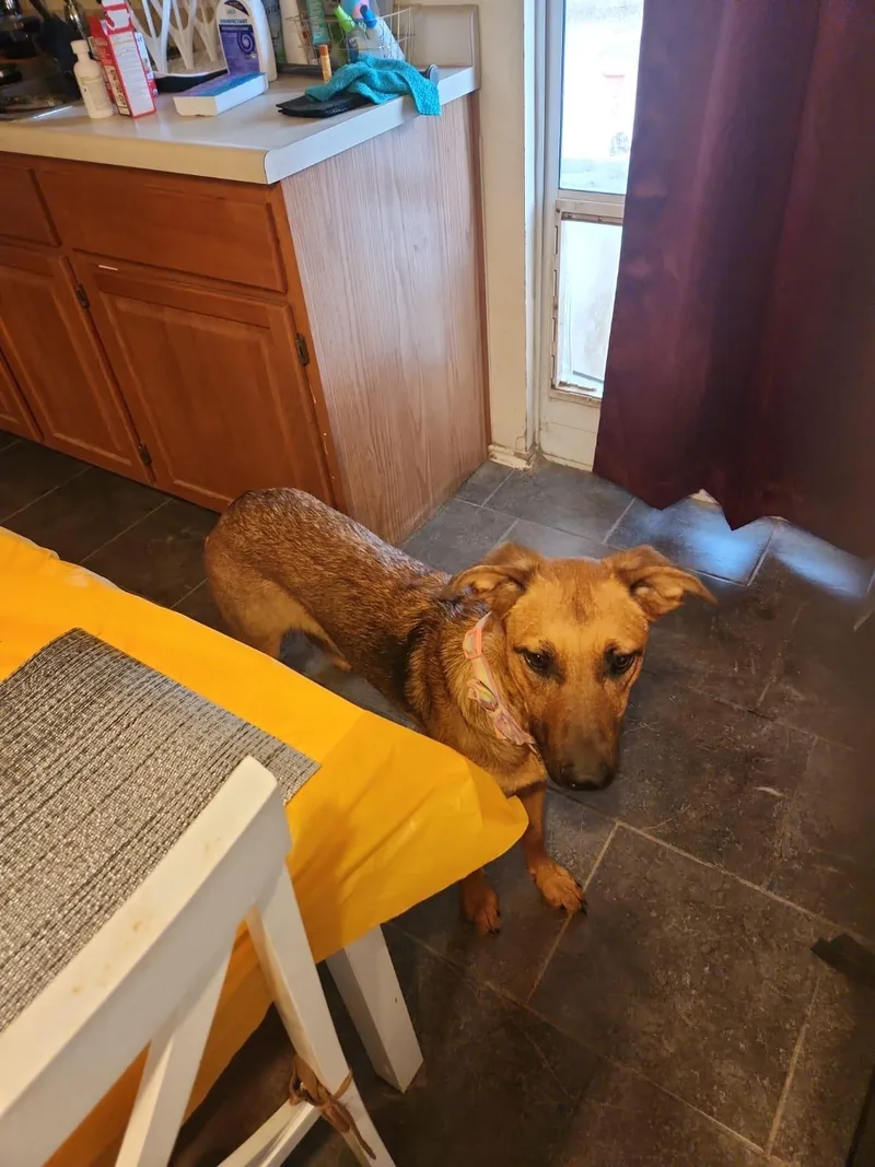 Tracy  Tramp thumbnail 4