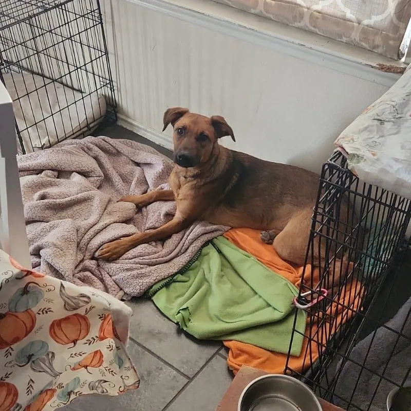 Tracy  Tramp thumbnail 5