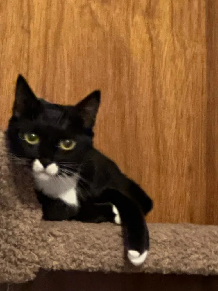 Mimi East Meadow thumbnail 2