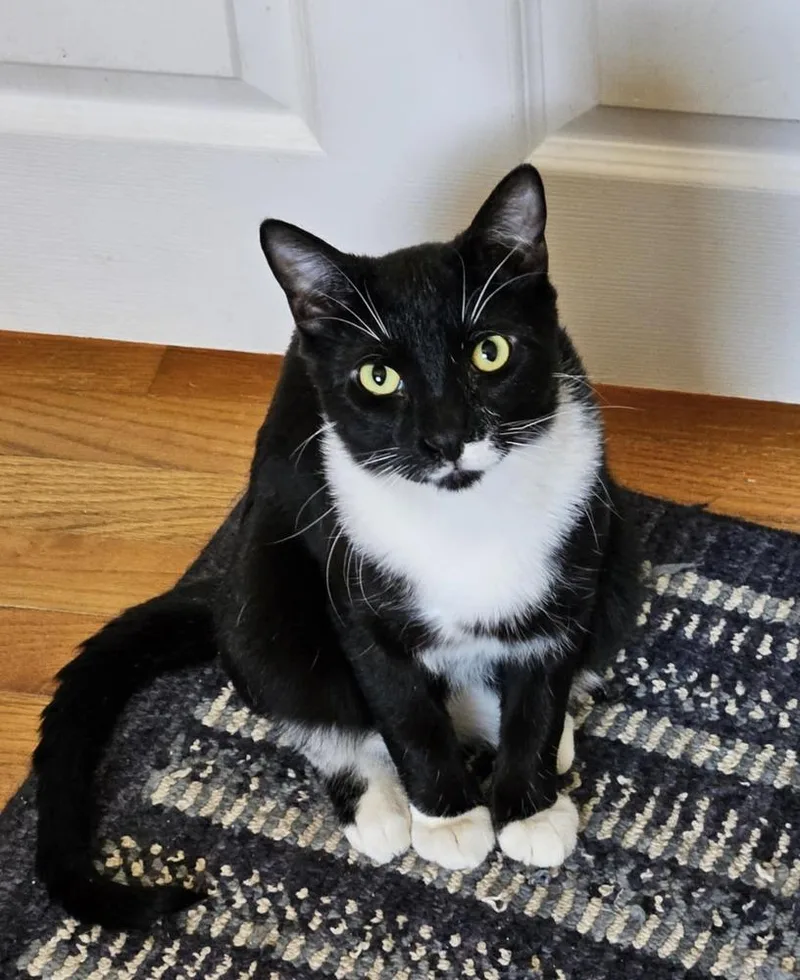A baby medium-sized male Black Domestic Short Hair cat named Aspen for adoption in Greene, NY