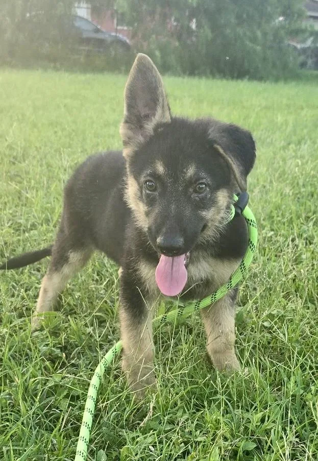 A baby large-sized female Tricolor (Brown, Black, & White) German Shepherd Dog dog named Harley for adoption in Greeneville , TN