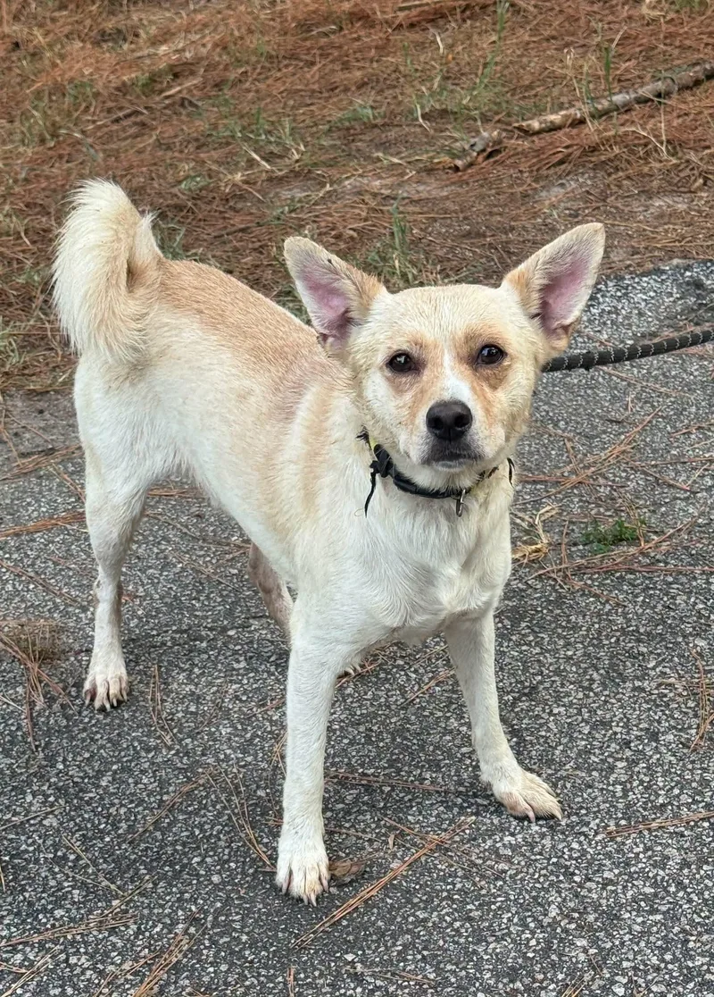 An adult medium-sized male White / Cream Mixed Breed dog named Homer for adoption in Sumter, SC