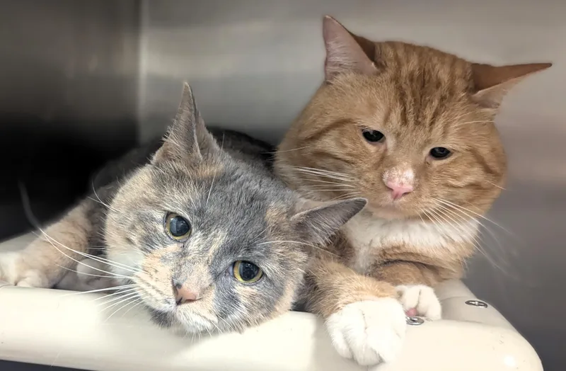 An adult large-sized female Dilute Tortoiseshell Domestic Medium Hair cat named Utica for adoption in Springfield, IL