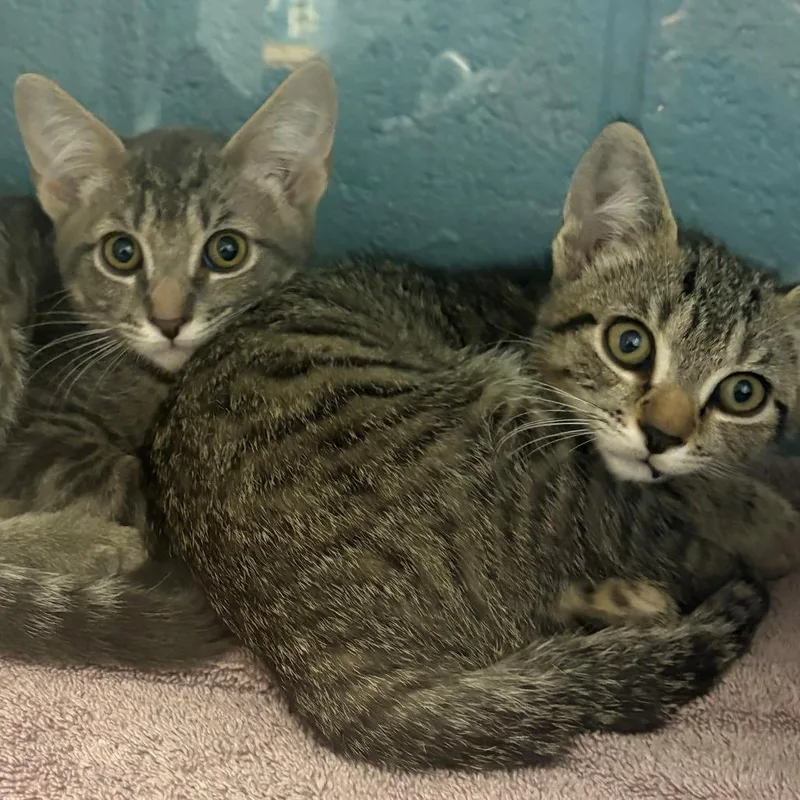A baby small-sized male Gray / Blue / Silver Domestic Short Hair cat named Tiny Diamond for adoption in East Hanover, NJ