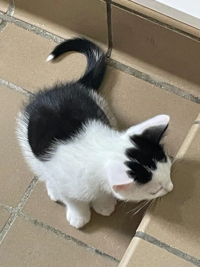 A baby small-sized male Domestic Short Hair cat named Yoda for adoption in Westfield, NY