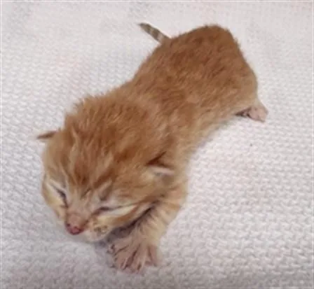 A young small-sized male Domestic Short Hair cat named Pumpkin for adoption in Riverside, CA