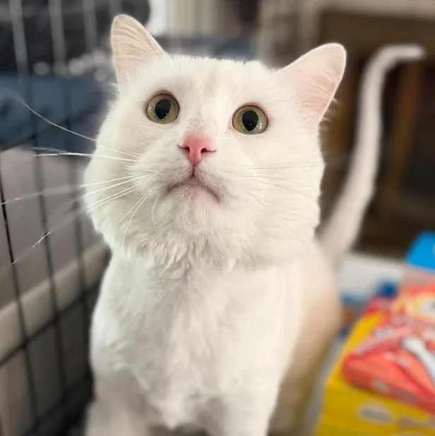 A young large-sized male White Domestic Long Hair cat named Dutton for adoption in Rochester, NY
