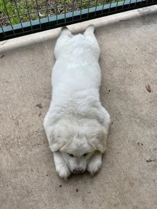 A baby large-sized male Great Pyrenees dog named Cotton Candy for adoption in Morton Grove, IL