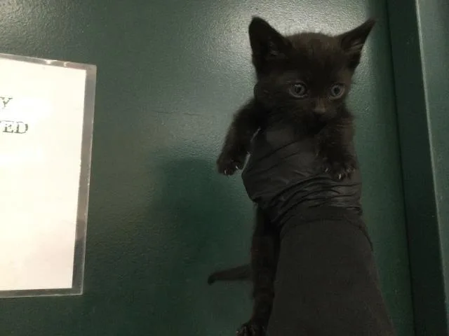A baby small-sized male Domestic Short Hair cat named Po for adoption in Thousand Palms, CA