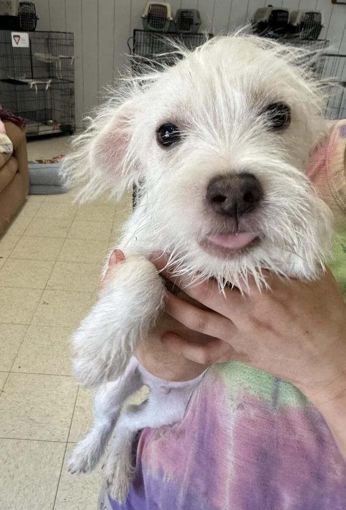 A baby small-sized male Terrier dog named Buzz for adoption in Lemoore, CA