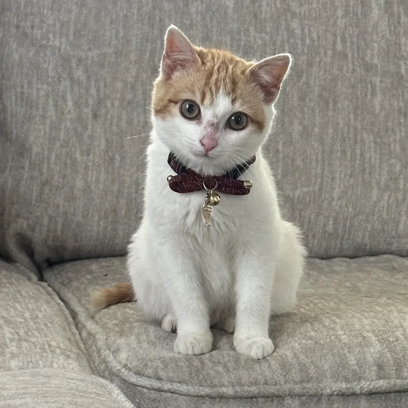 A baby medium-sized male Orange & White Domestic Short Hair cat named Ravioli for adoption in Scranton, PA