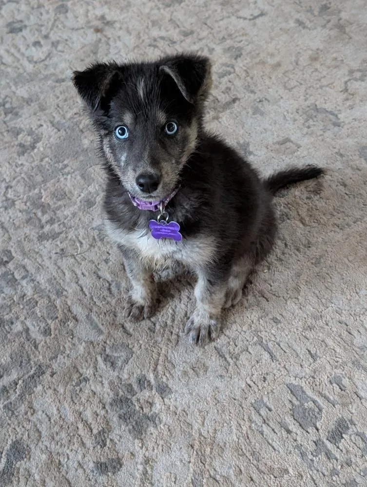 A baby medium-sized female Gray / Blue / Silver Husky dog named Gamora for adoption in Waunakee, WI