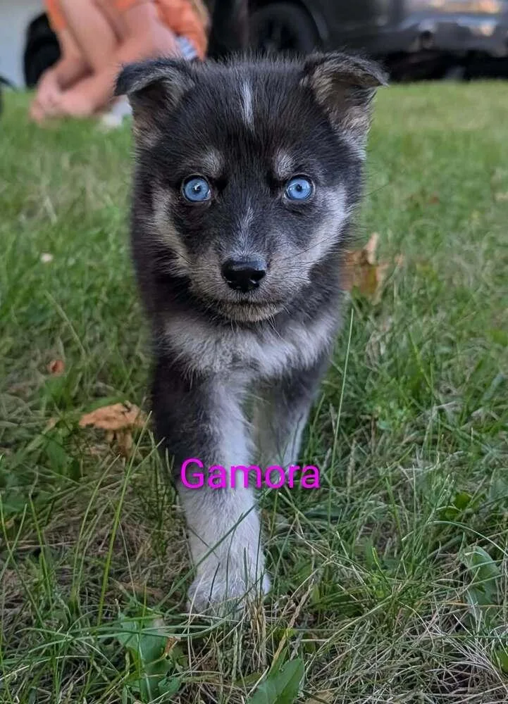 Gamora thumbnail 3