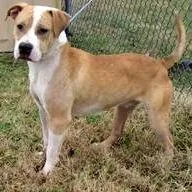 An adult medium-sized male Yellow / Tan / Blond / Fawn Mixed Breed dog named Benny for adoption in Jeffersonville, IN