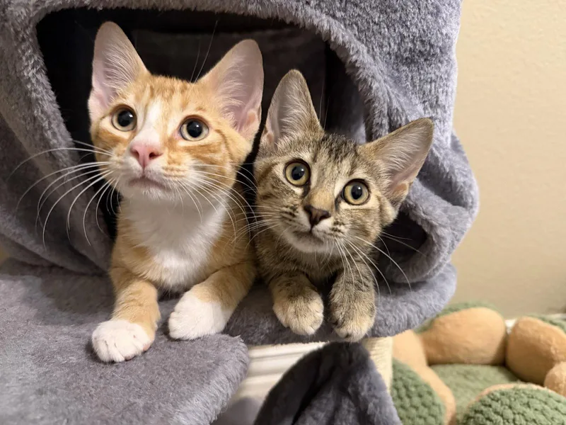 A baby medium-sized male Orange / Red Domestic Short Hair cat named Flynn W for adoption in Rosenberg, TX