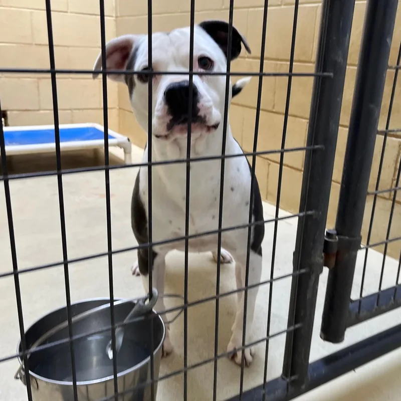 Bruce Hamilton thumbnail 3