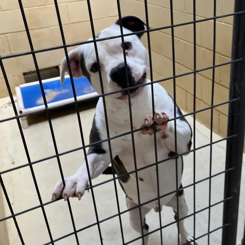 Bruce Hamilton thumbnail 4