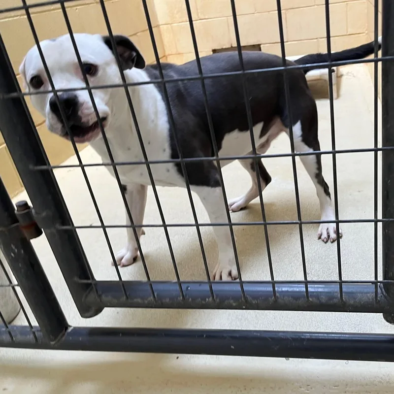 Bruce Hamilton thumbnail 6