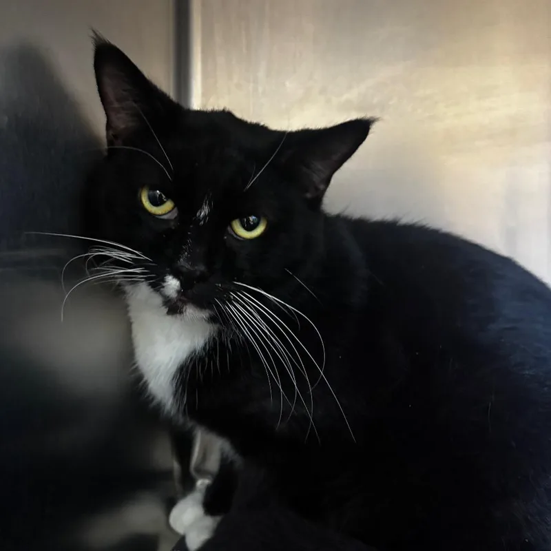 An adult medium-sized male Black Domestic Short Hair cat named Gregory for adoption in Bristol, IN