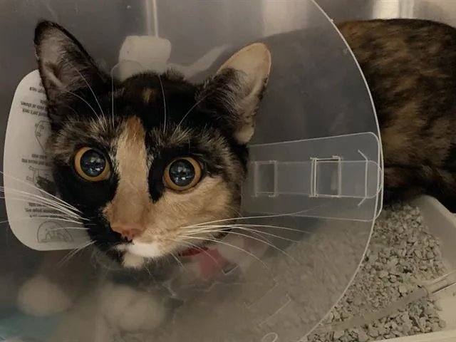 A young medium-sized female Domestic Short Hair cat named Harriet for adoption in Sacramento, CA