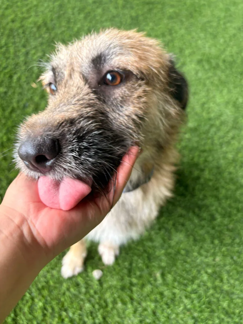 A young medium-sized male Mixed Breed dog named Peter Pan for adoption in Brooklyn, NY