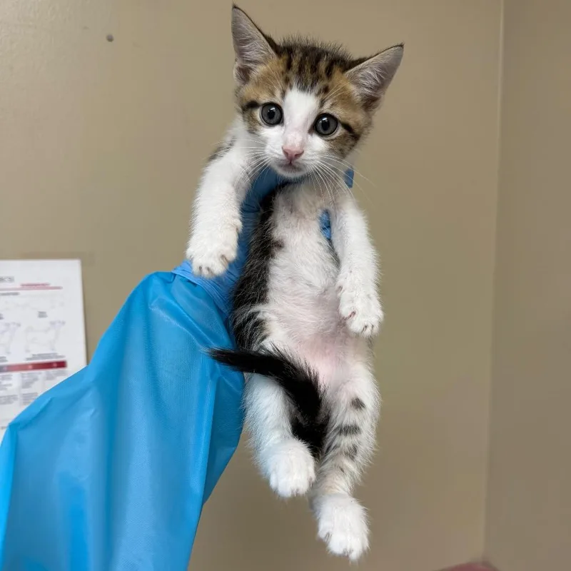 A baby small-sized male Brown / Chocolate Domestic Short Hair cat named Burton for adoption in Birmingham, AL