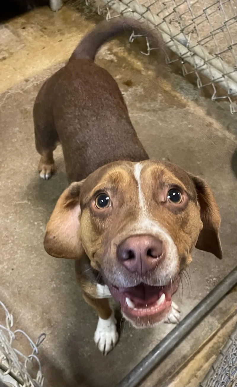 A young medium-sized male Brown / Chocolate Hound dog named John Hold for adoption in Canton, OH