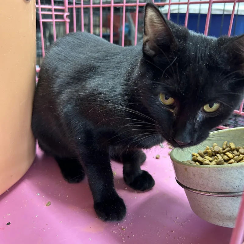 Jazmine Aka Jazz thumbnail 3