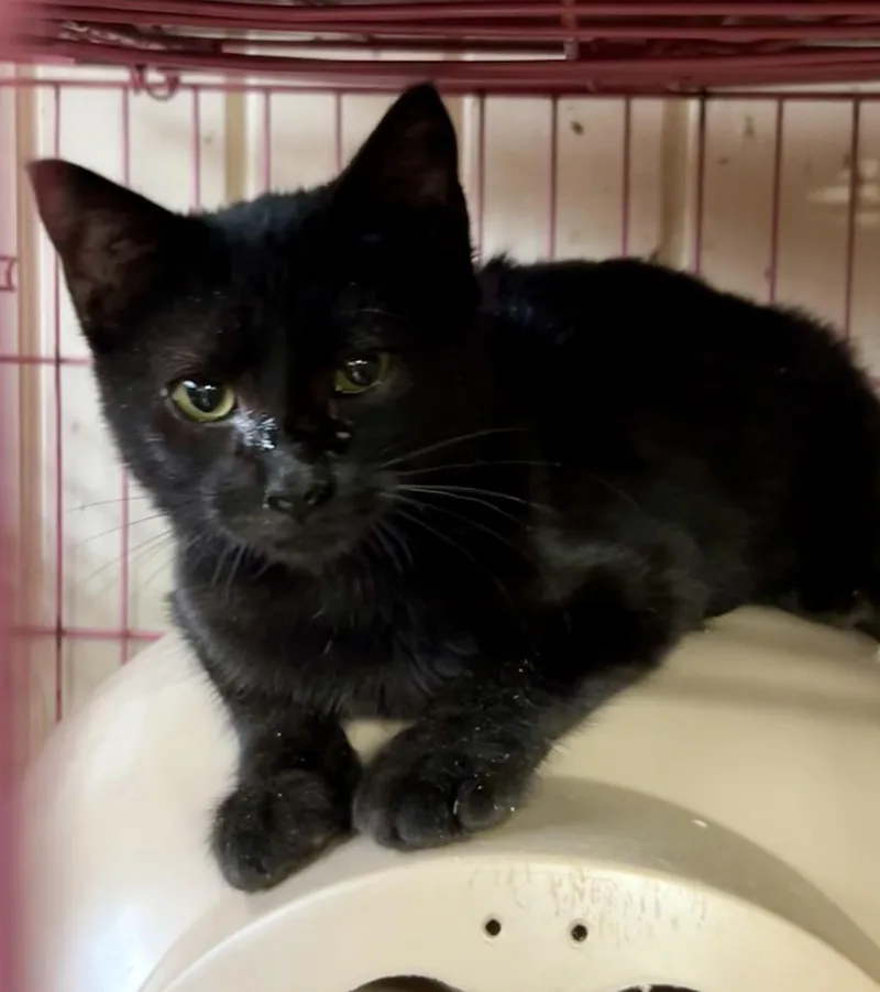 Jazmine Aka Jazz thumbnail 4