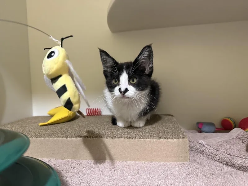 A baby medium-sized male Domestic Short Hair cat named Notch for adoption in Berkeley, CA