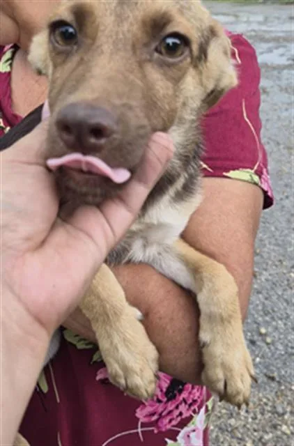 A baby small-sized female German Shepherd Dog dog named A for adoption in Houston, TX