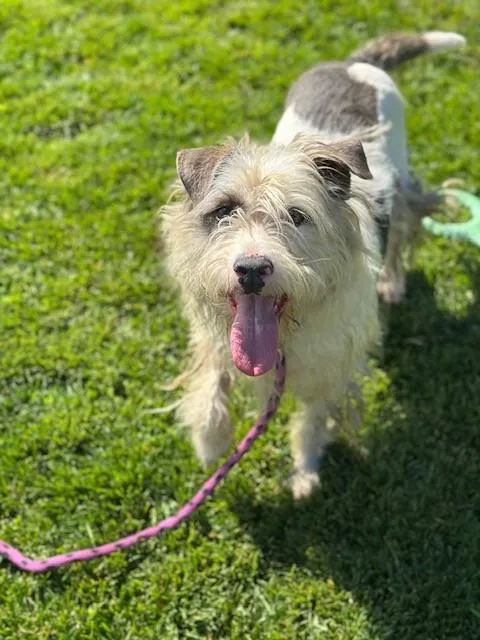 An adult medium-sized male Gray / Blue / Silver Poodle dog named Beau for adoption in Manteca, CA