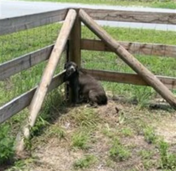 An adult medium-sized female Pit Bull Terrier dog named A for adoption in Ocala, FL